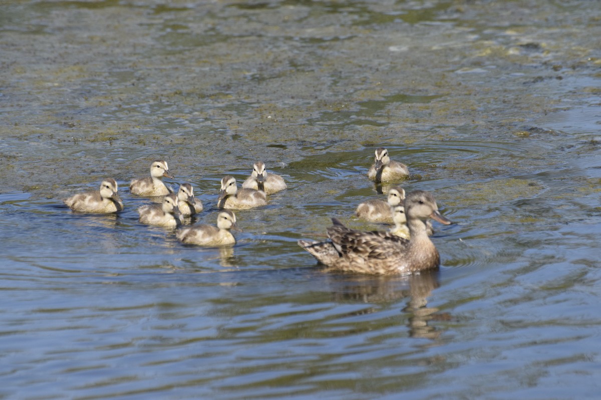 Boz Ördek - ML646774741