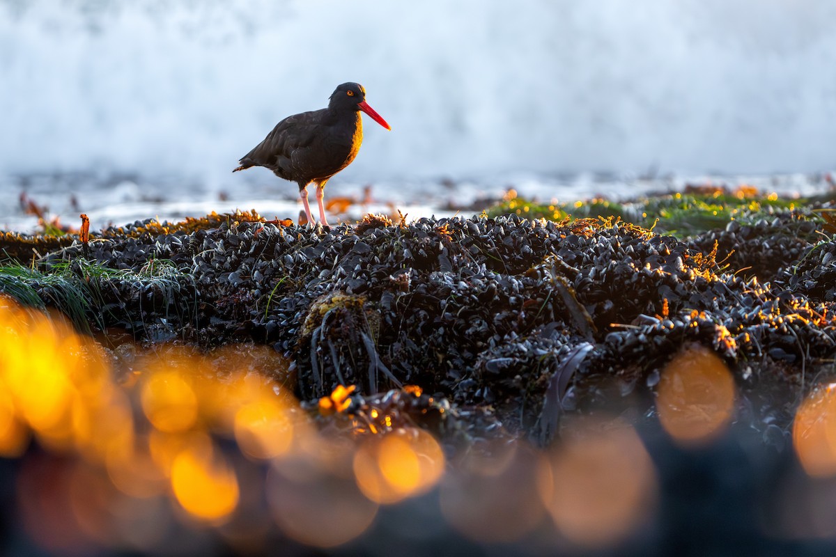 Black Oystercatcher - ML646774742