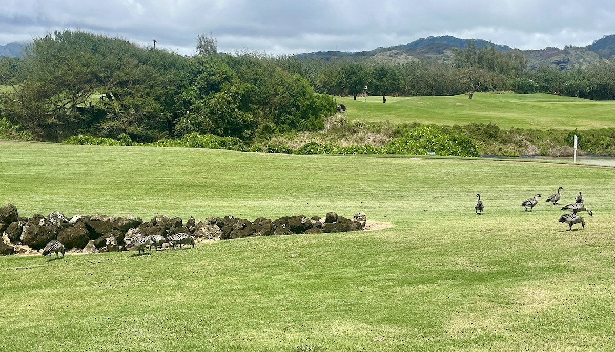 Barnacla Nené - ML646774743