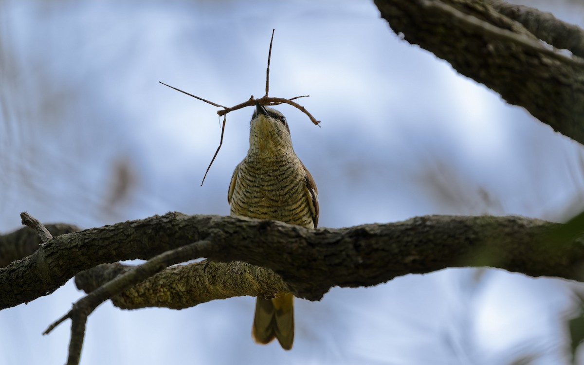 Оругеро смугасточеревий - ML646774745