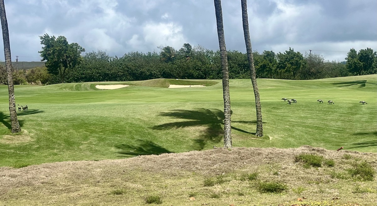 Barnacla Nené - ML646774746