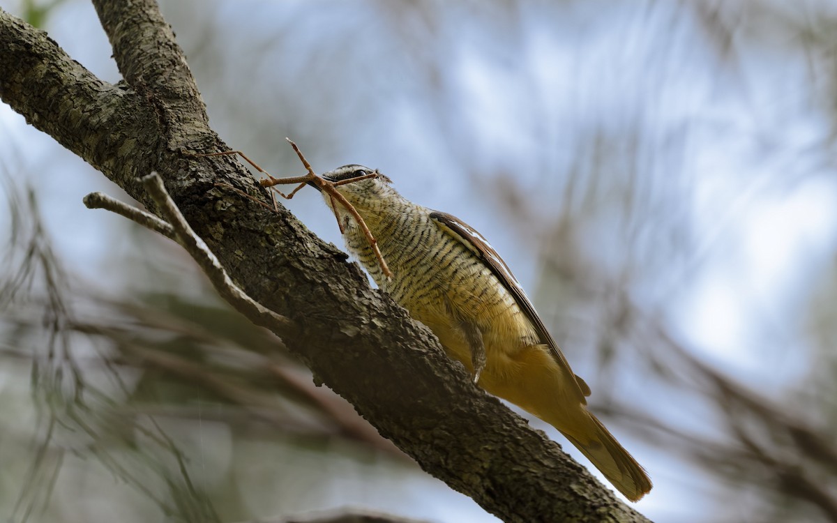 Оругеро смугасточеревий - ML646774747