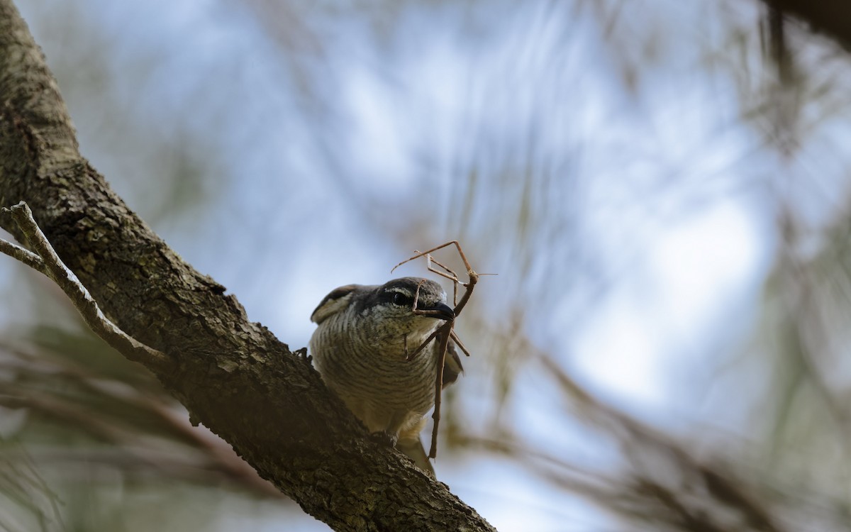 Оругеро смугасточеревий - ML646774748