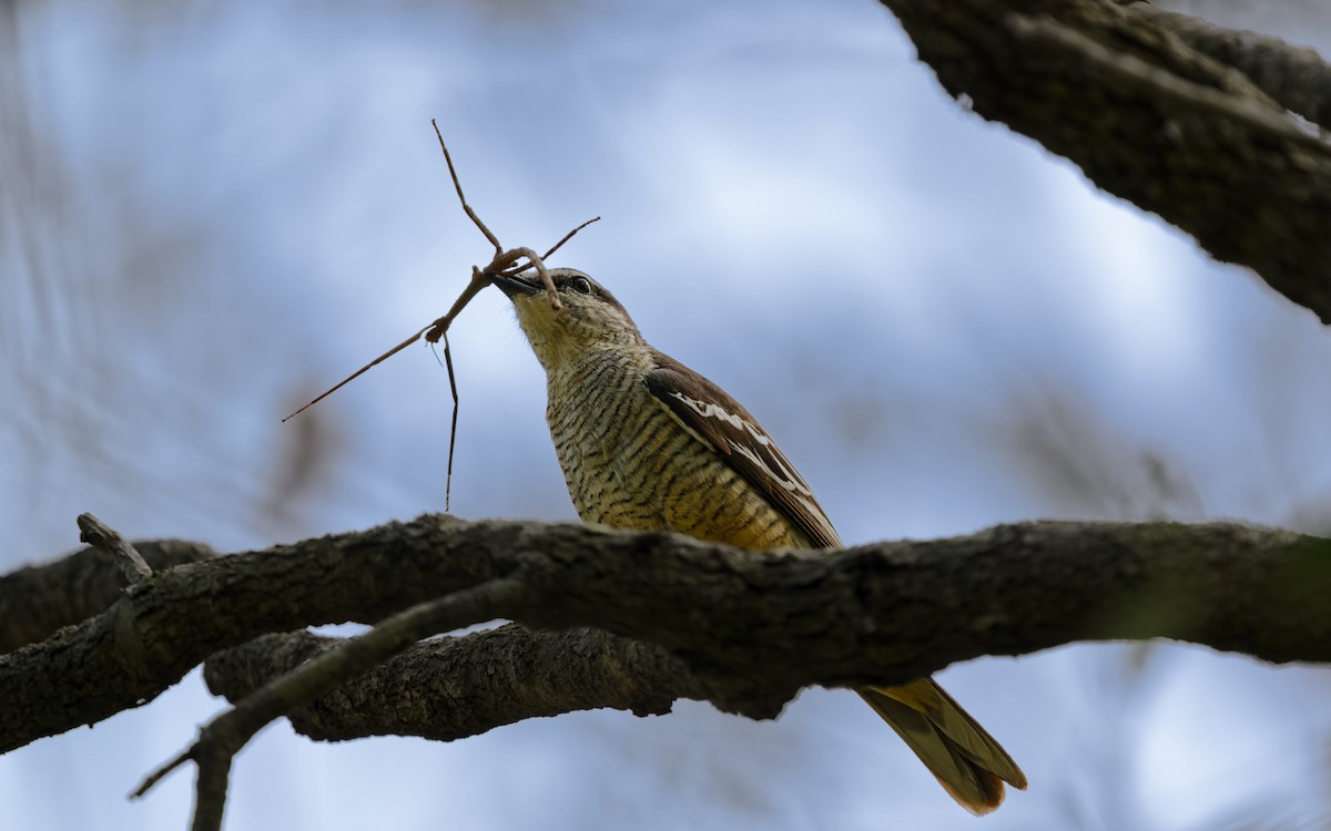 Оругеро смугасточеревий - ML646774749