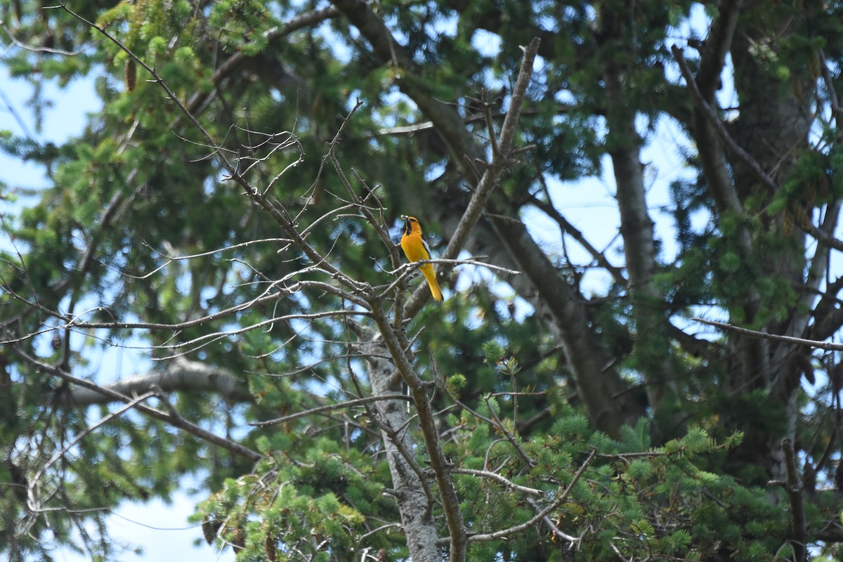 Bullock's Oriole - ML646774752