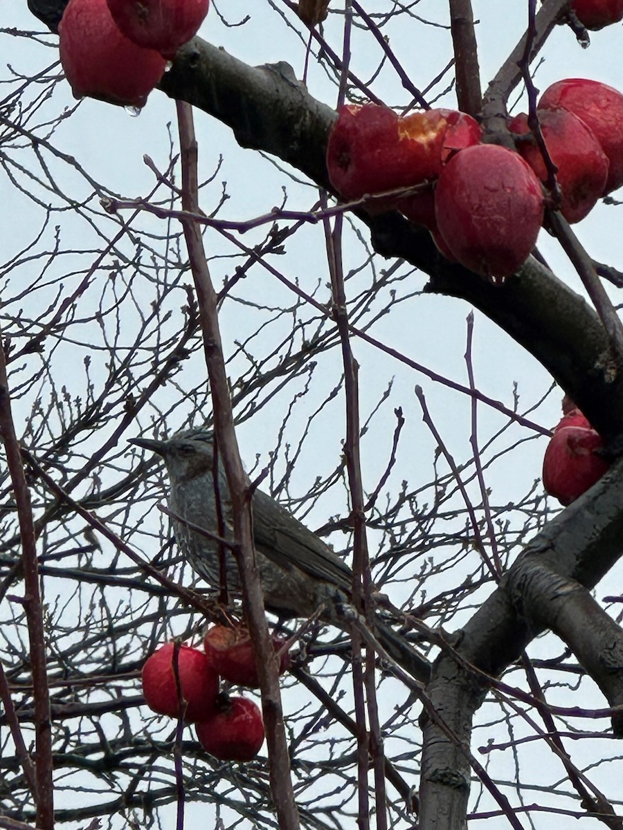 Brown-eared Bulbul - ML646774753
