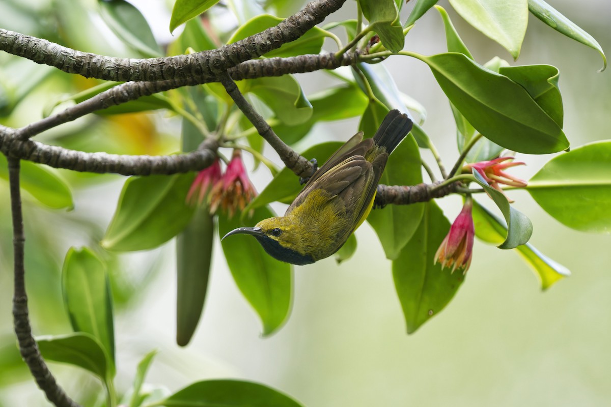 Sahul Sunbird - ML646774756