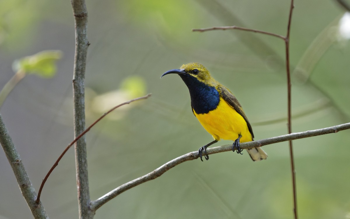 Sahul Sunbird - ML646774757