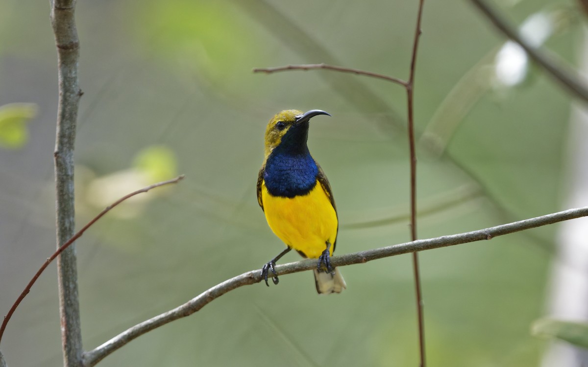 Sahul Sunbird - ML646774758