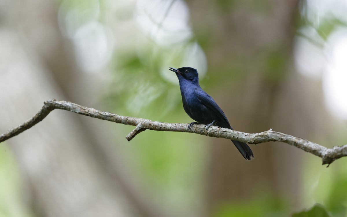 Міагра блискучопера - ML646774766