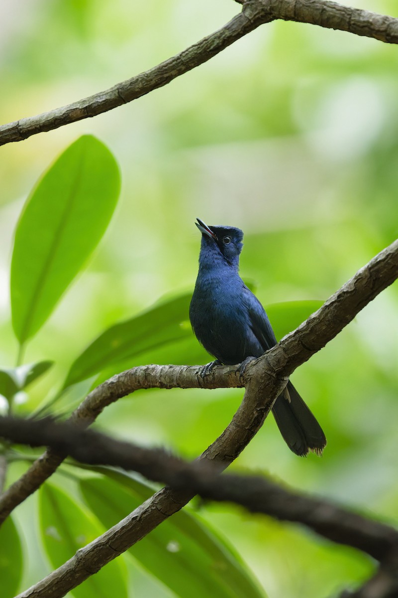 Міагра блискучопера - ML646774767