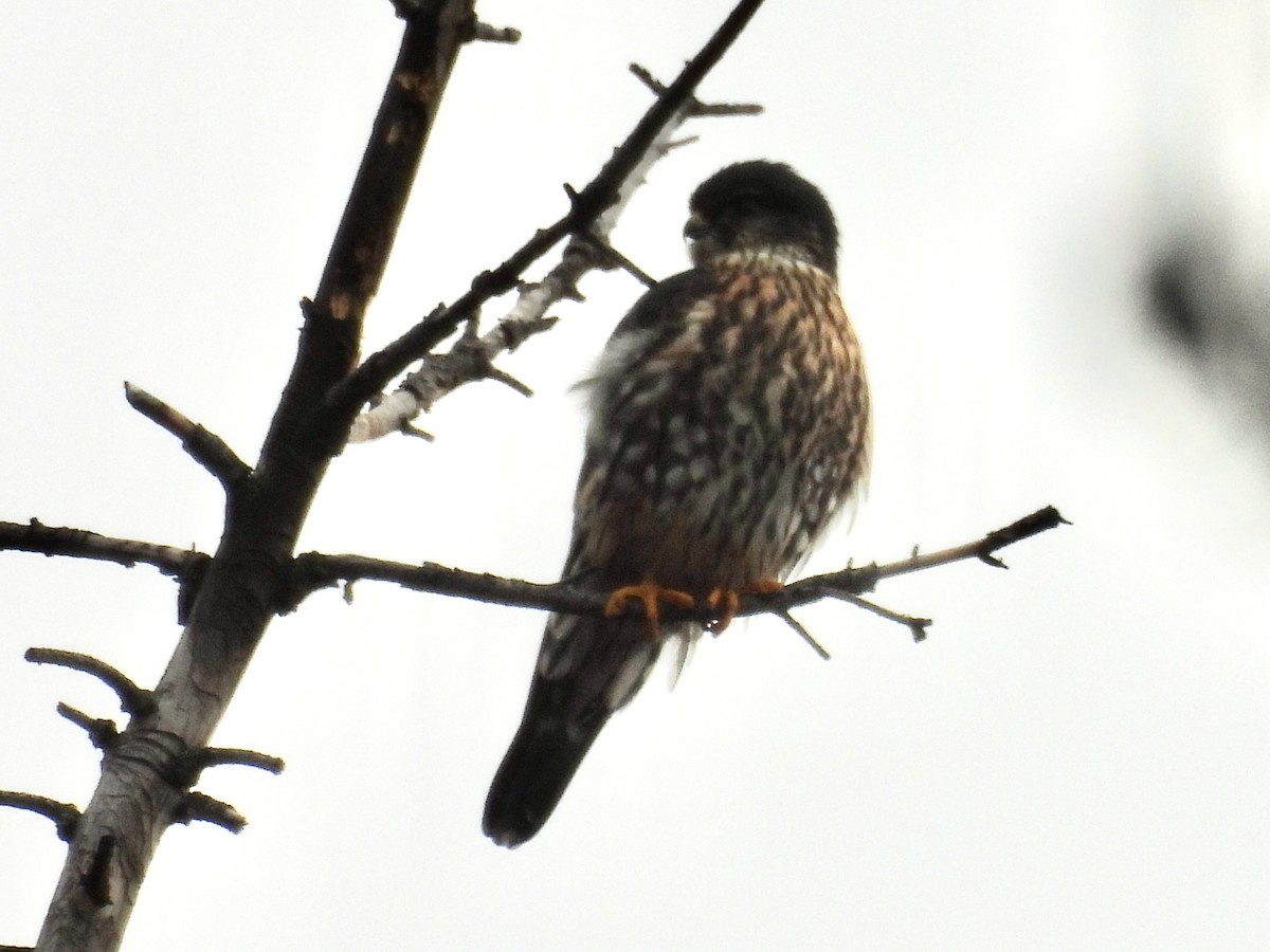 Дербник - ML646774771