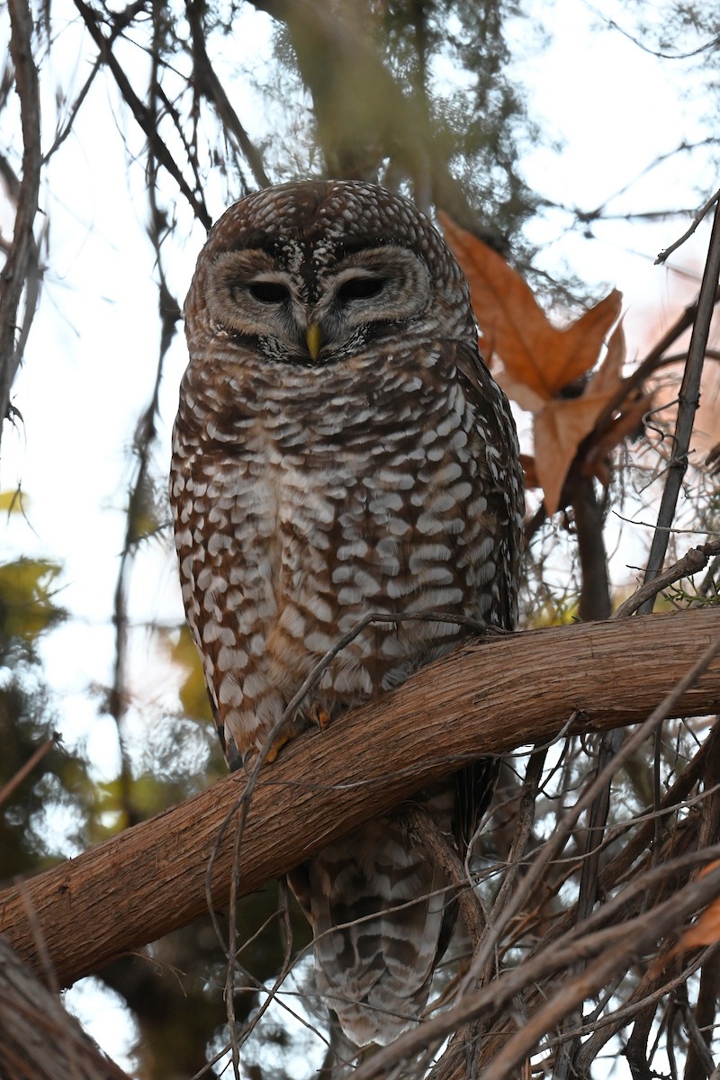 Spotted Owl (Mexican) - ML646774773