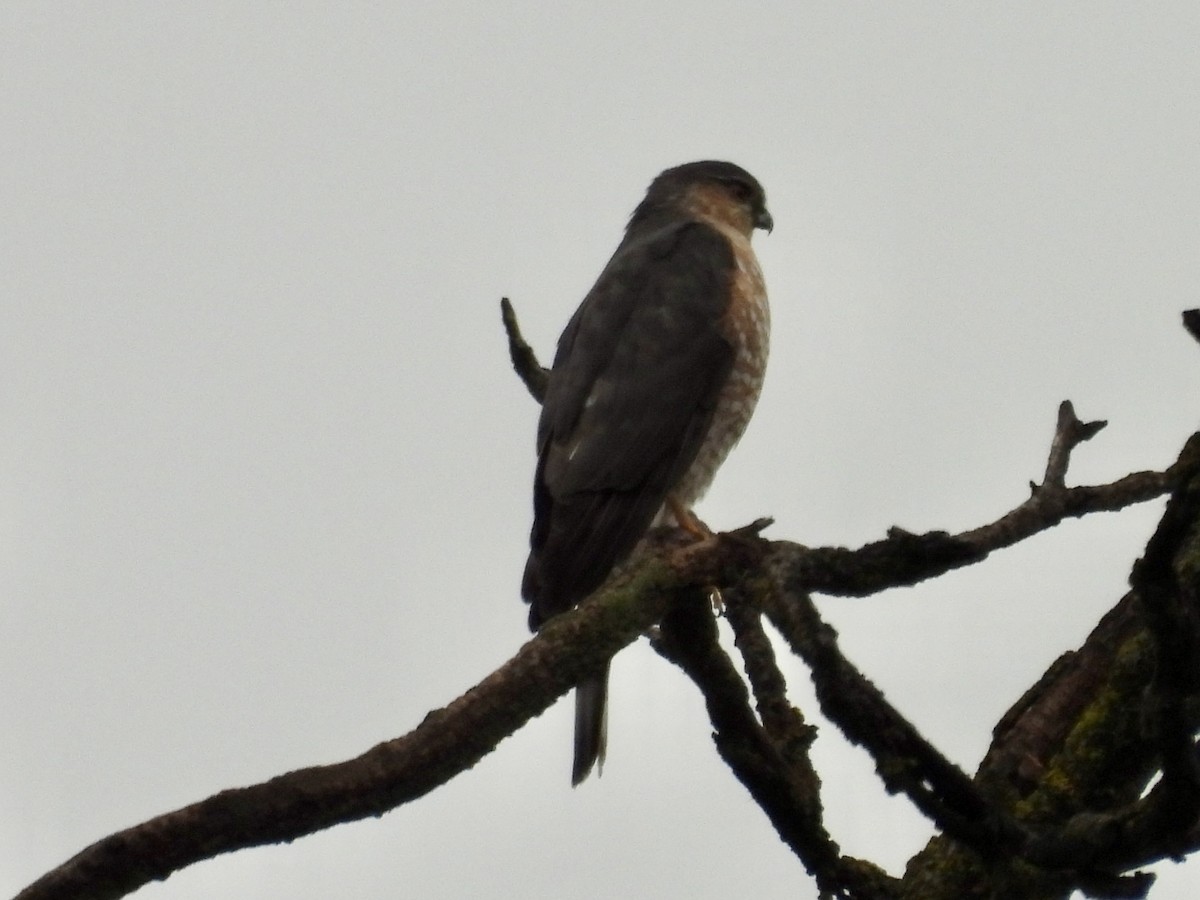 Куперов ястреб - ML646774774