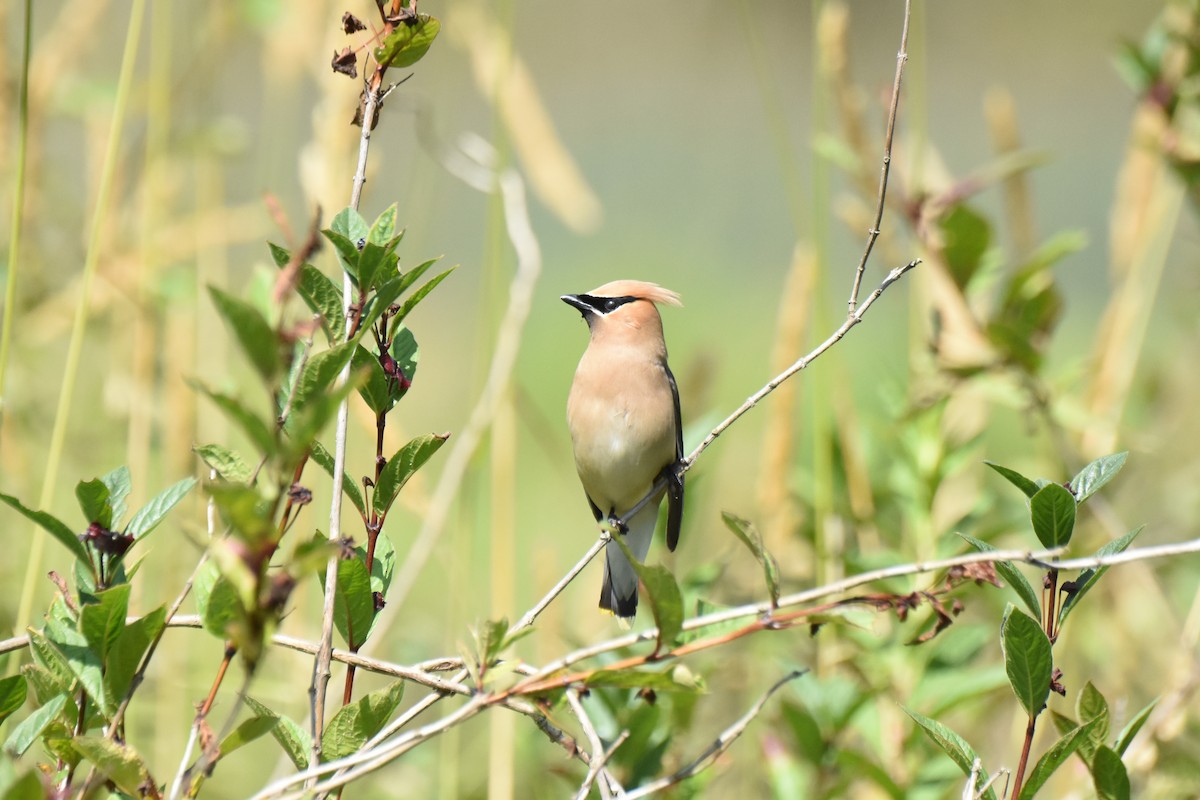 Cedar Waxwing - ML646774775