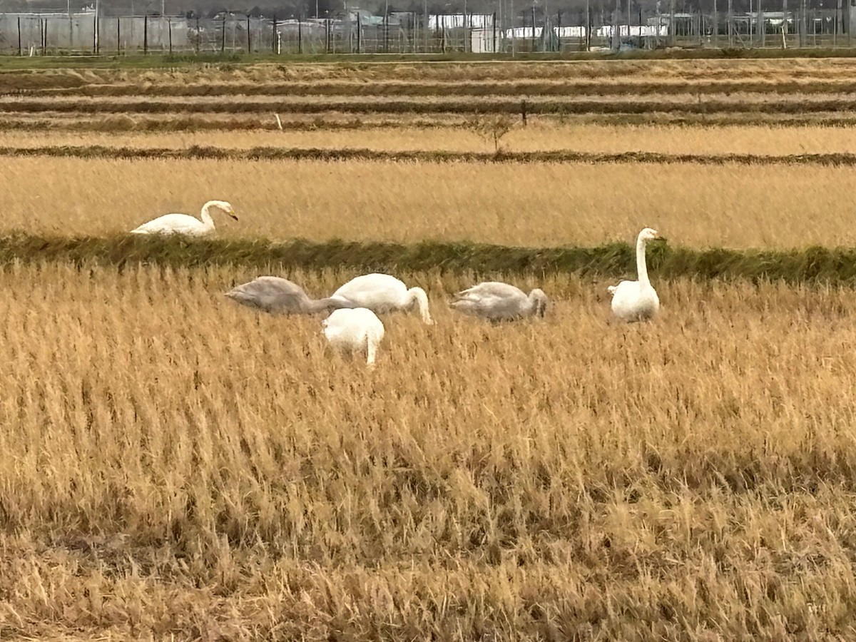 Whooper Swan - ML646774777