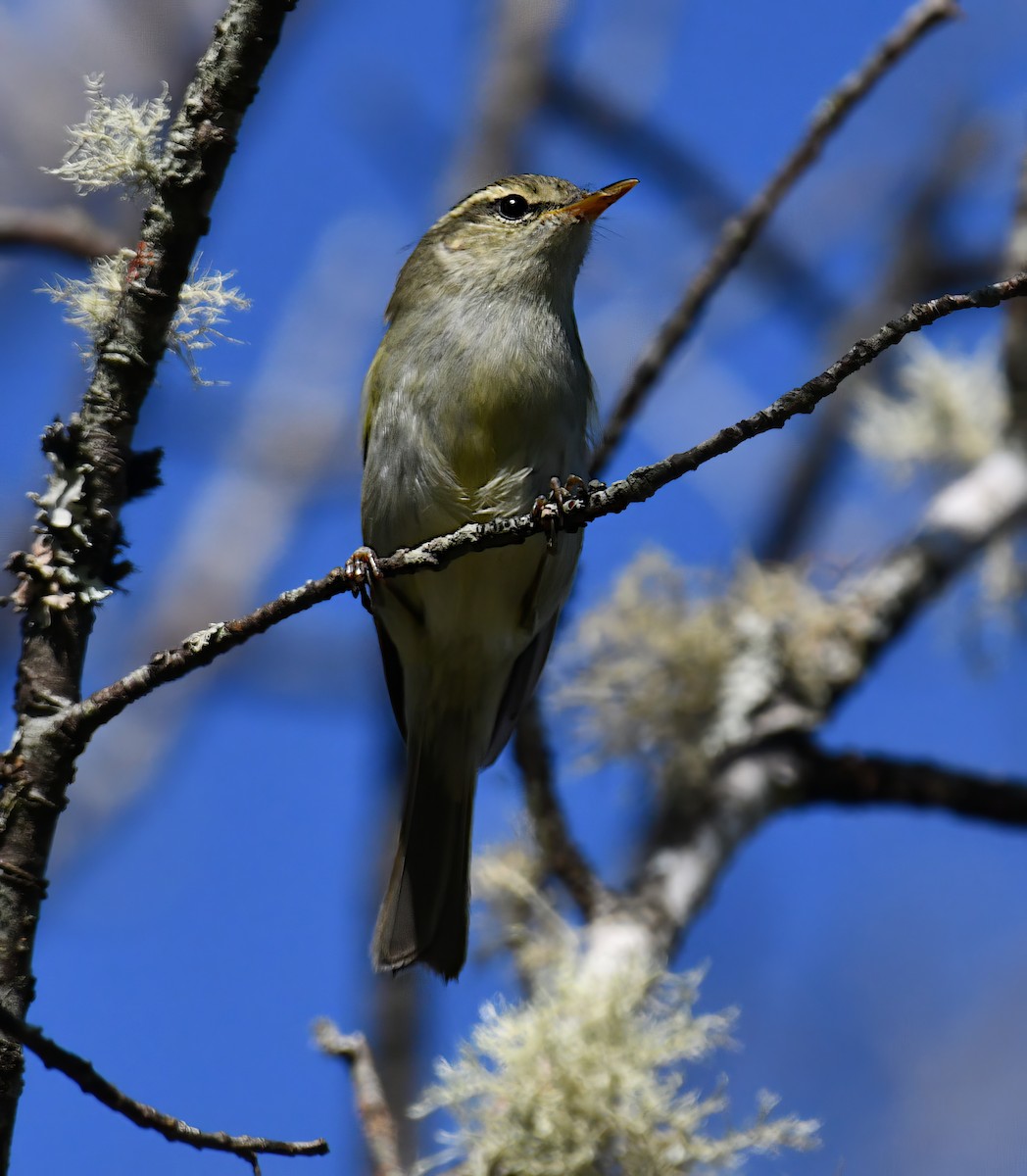 Greenish Warbler - ML646774779