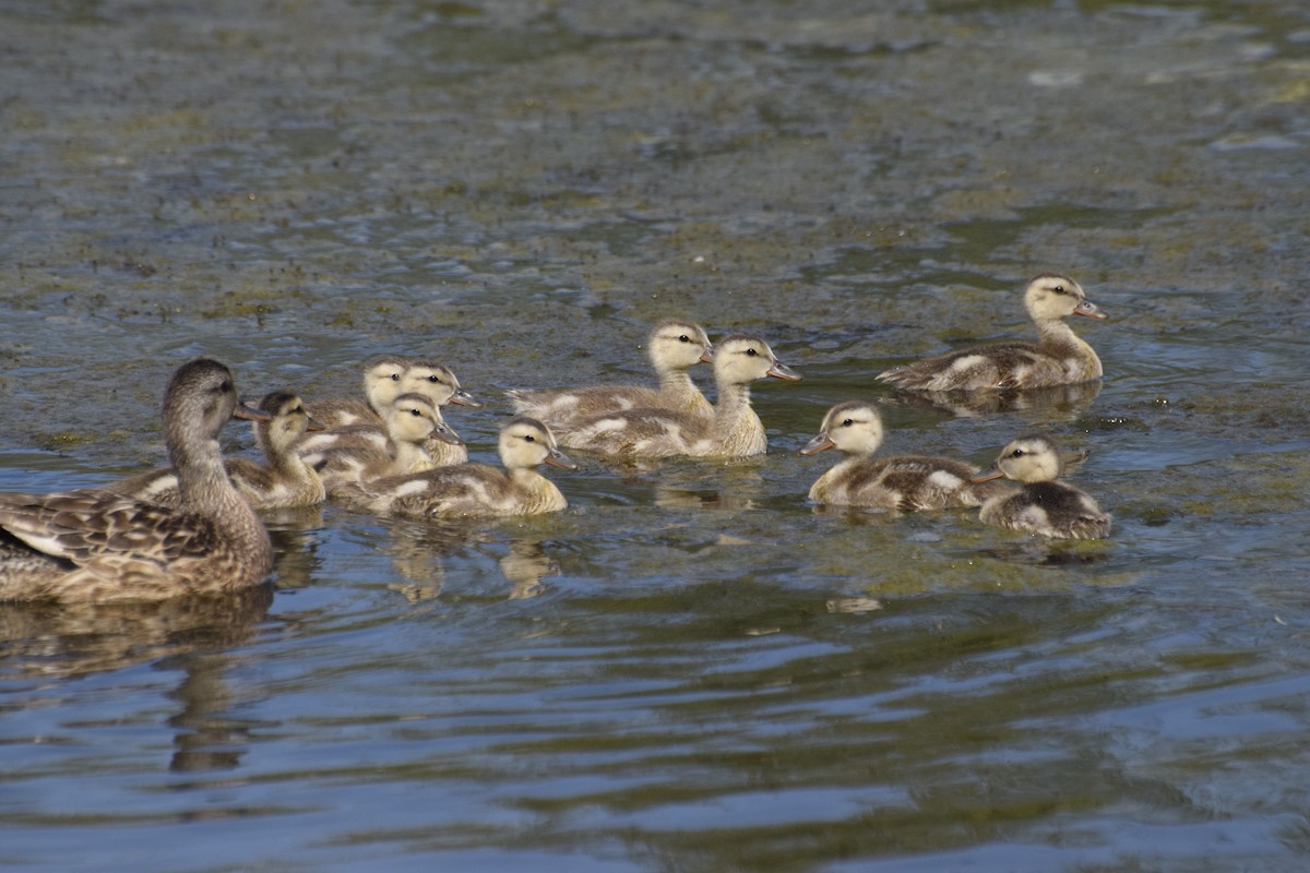 Boz Ördek - ML646774781