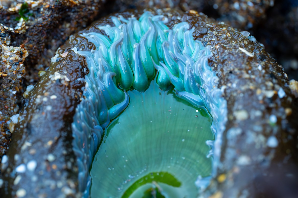 Giant Green Anemone - ML646774783