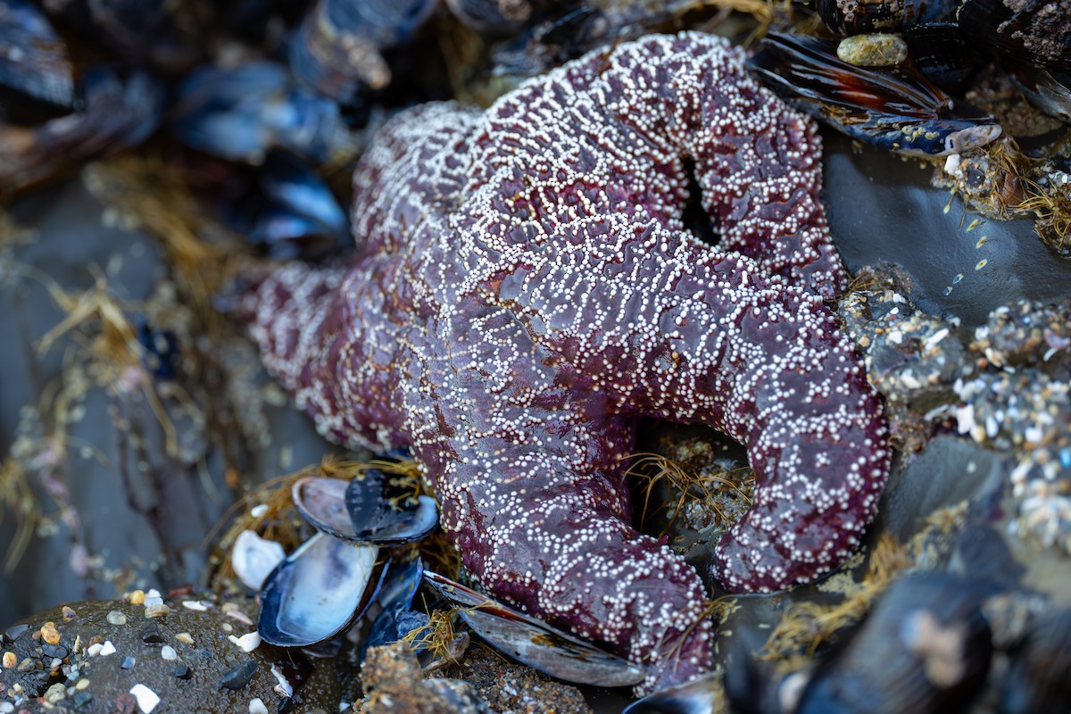 Ochre Sea Star - ML646774784