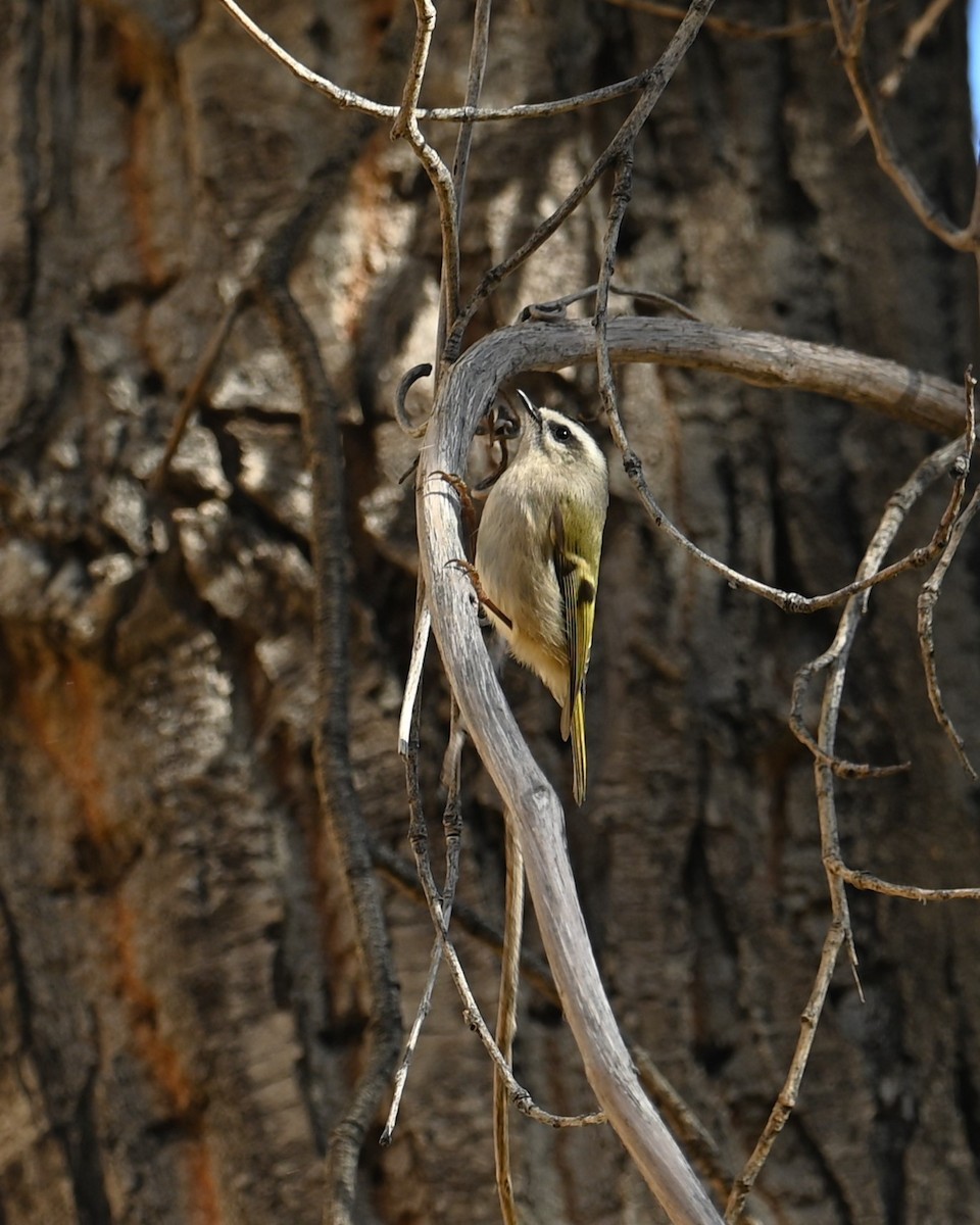 Erregetxo amerikarra - ML646774785