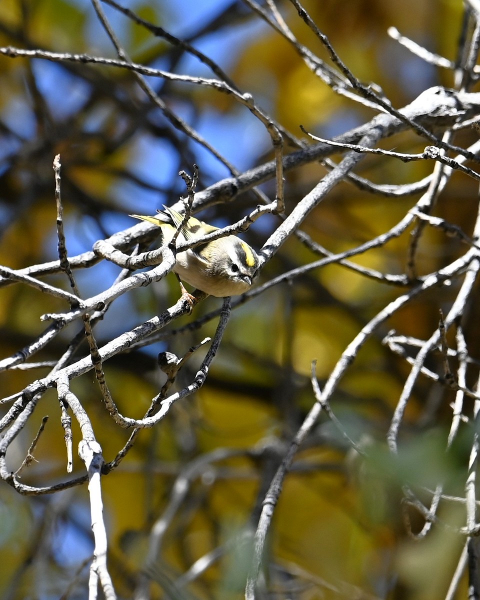 Erregetxo amerikarra - ML646774787