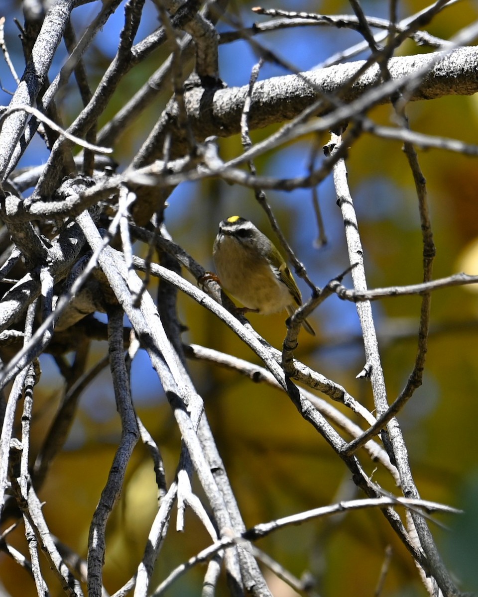 Erregetxo amerikarra - ML646774788