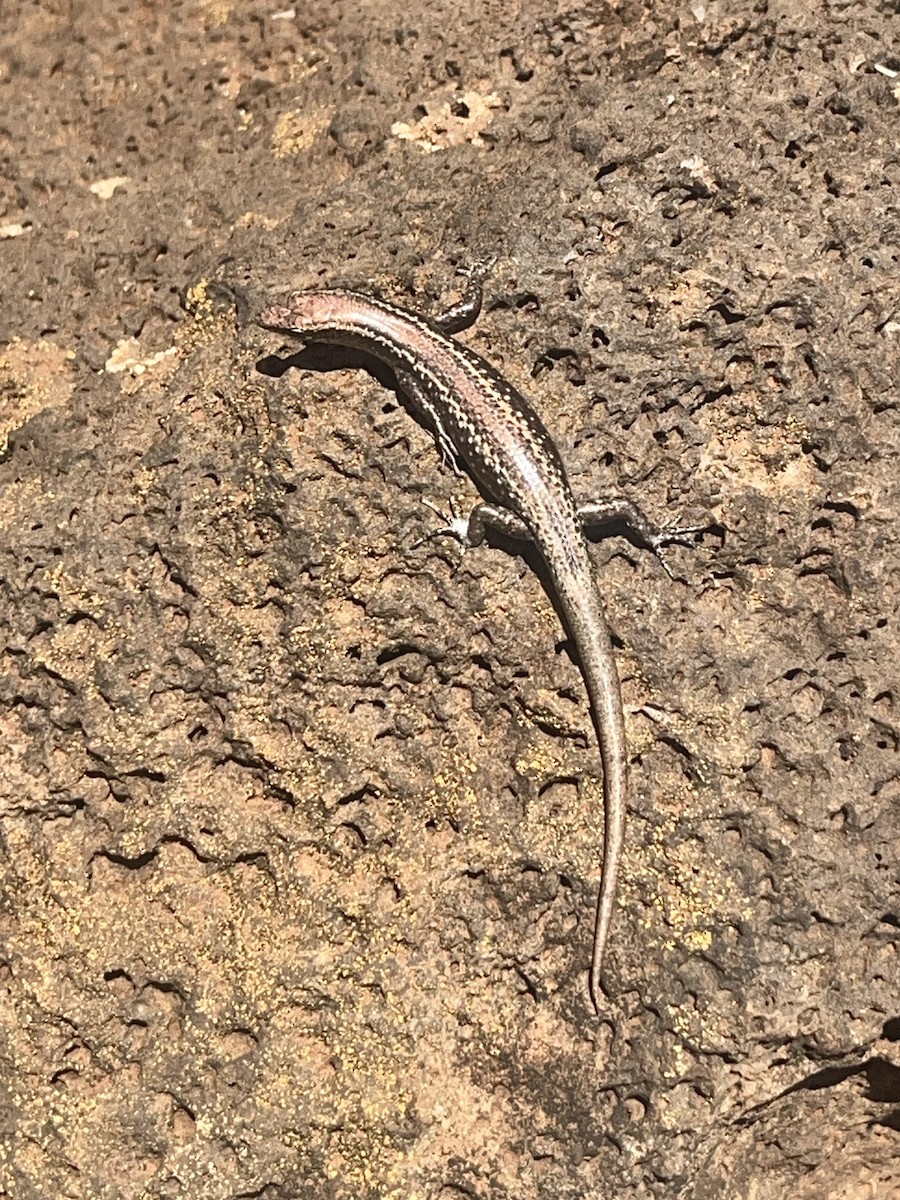 Animales - ML646774790