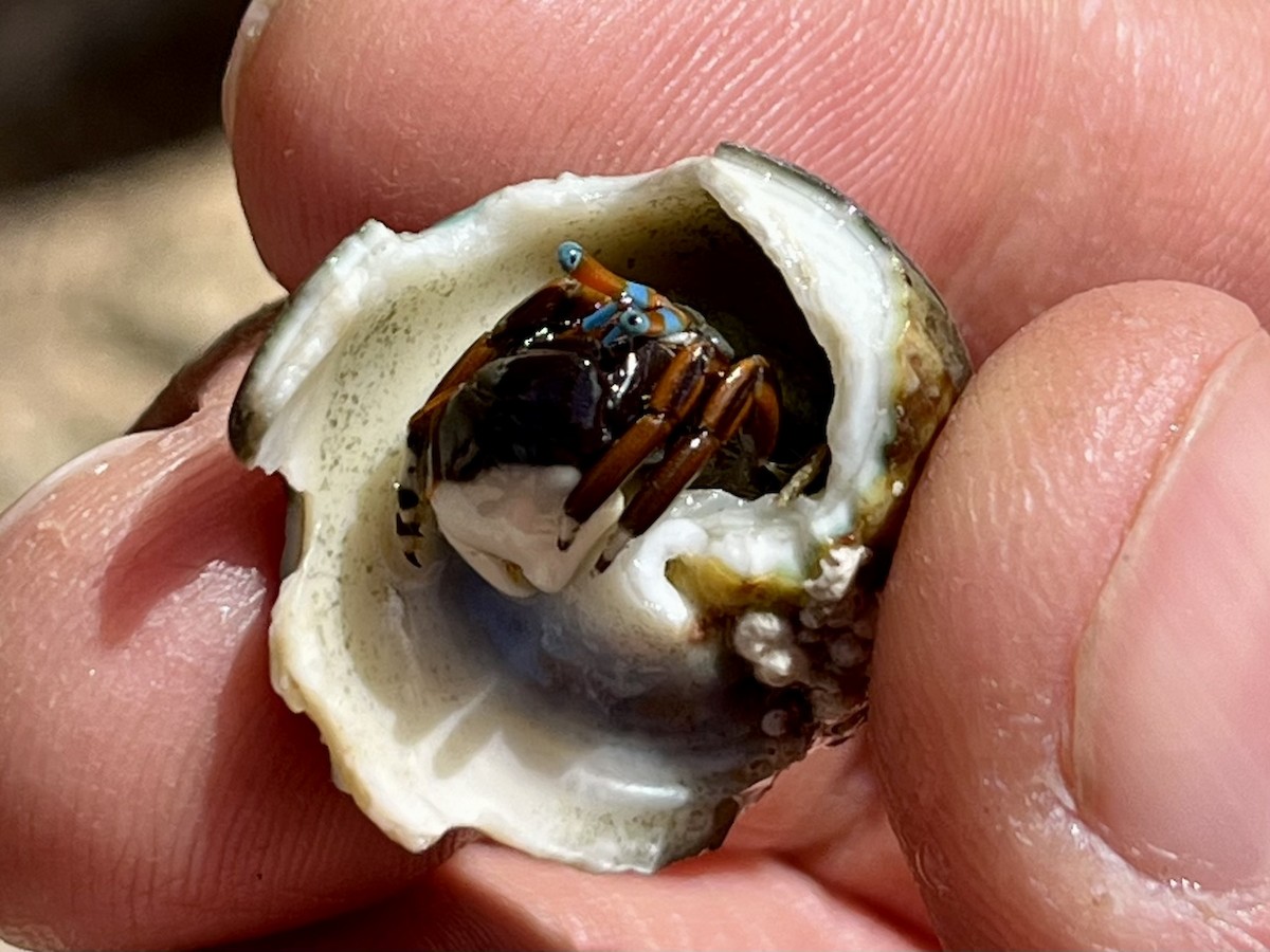 Animales - ML646774792