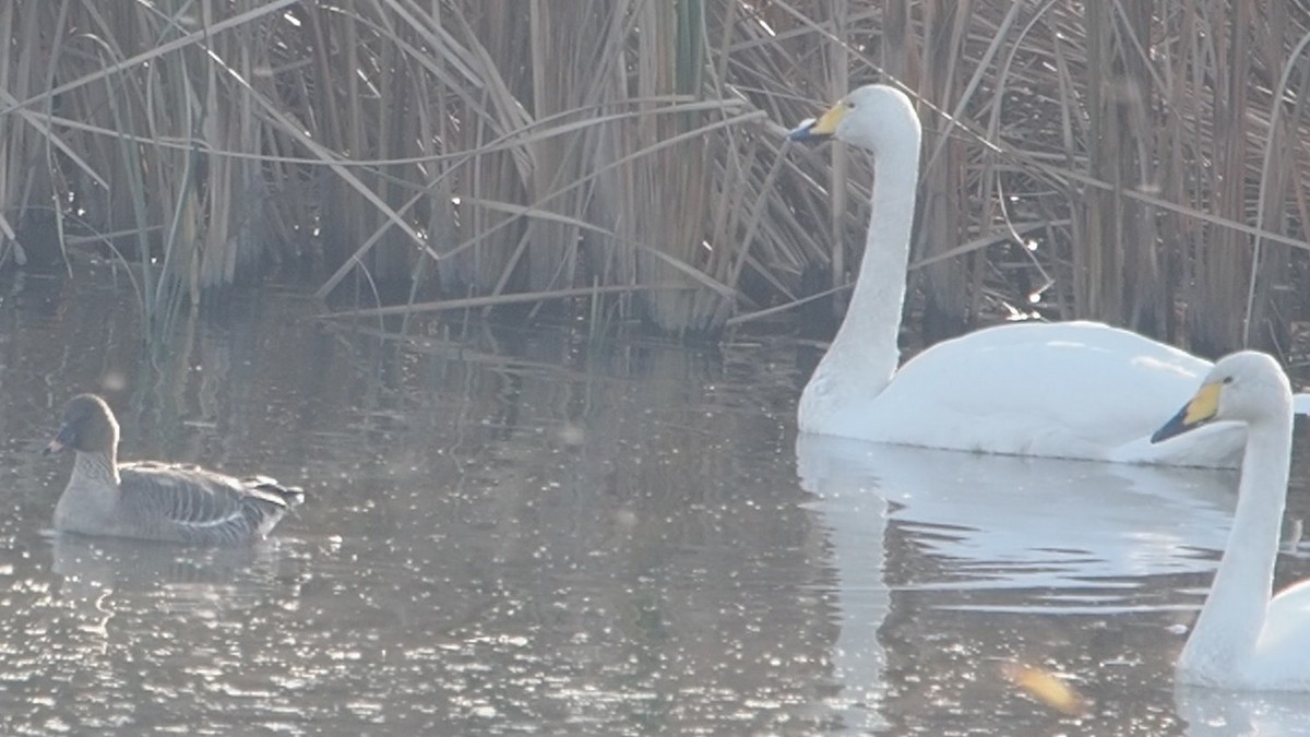 Taiga/Tundra Bean-Goose - ML646774793