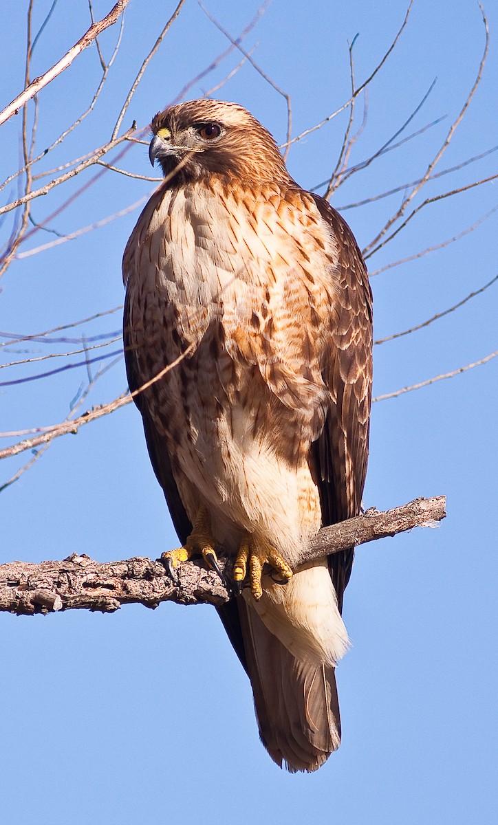 Red-tailed Hawk - ML646774795