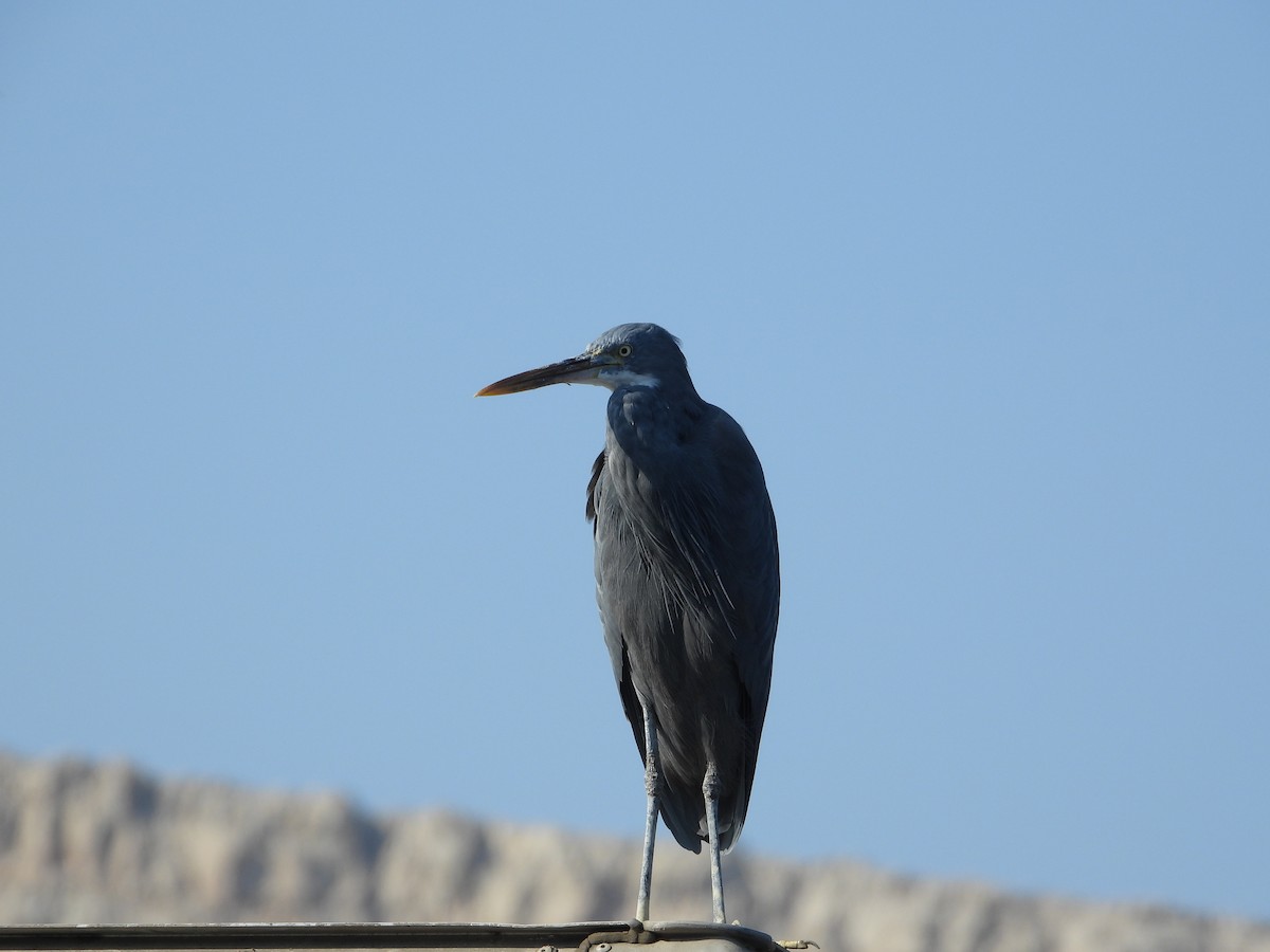 Western Reef-Heron - ML646774796