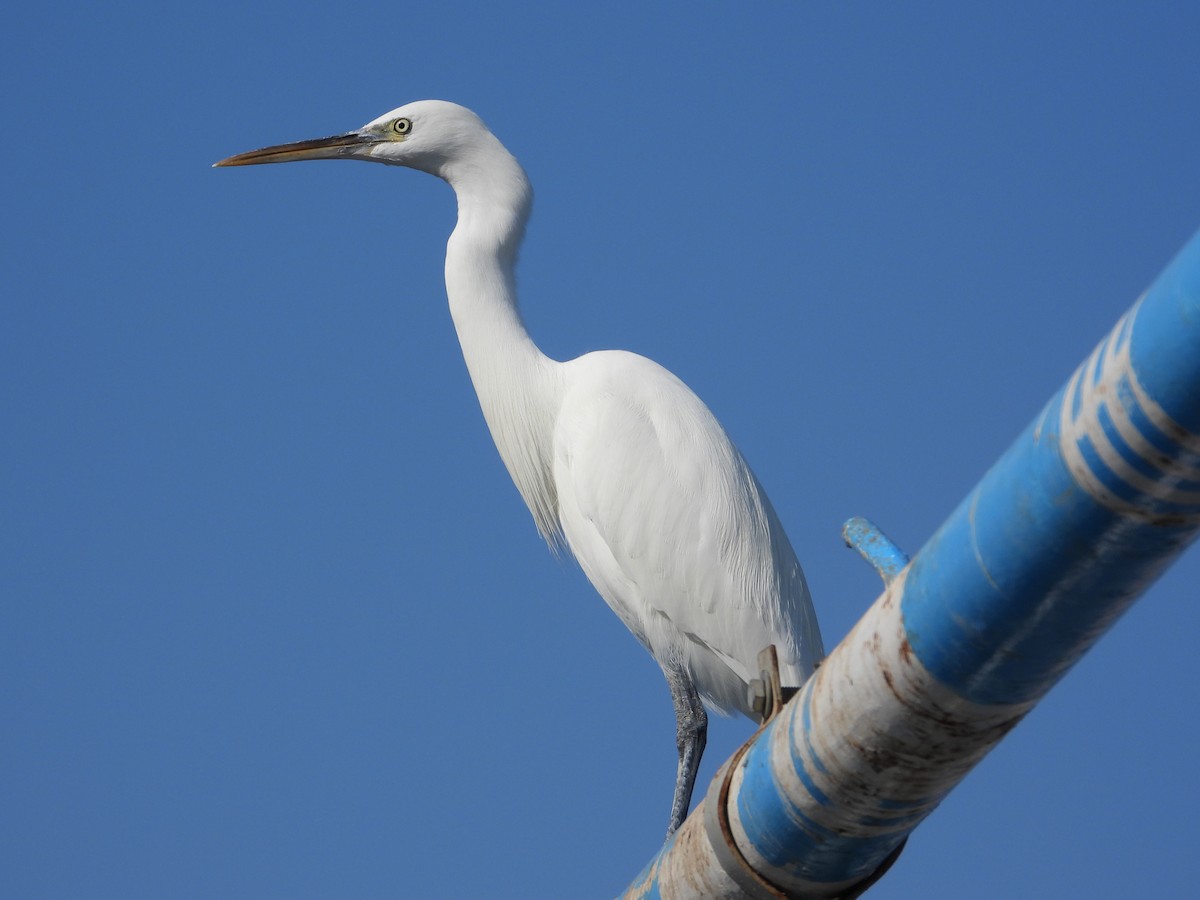 Western Reef-Heron - ML646774798