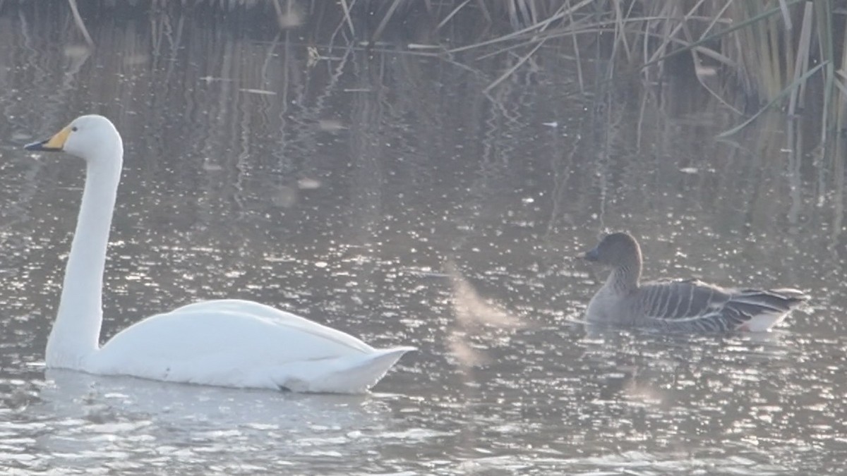 Taiga/Tundra Bean-Goose - ML646774799