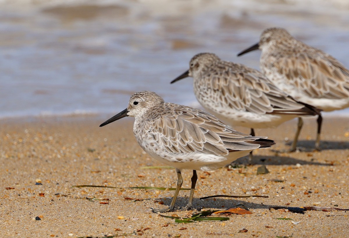 Great Knot - ML646774800
