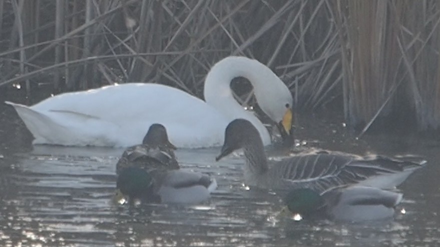 Taiga/Tundra Bean-Goose - ML646774801