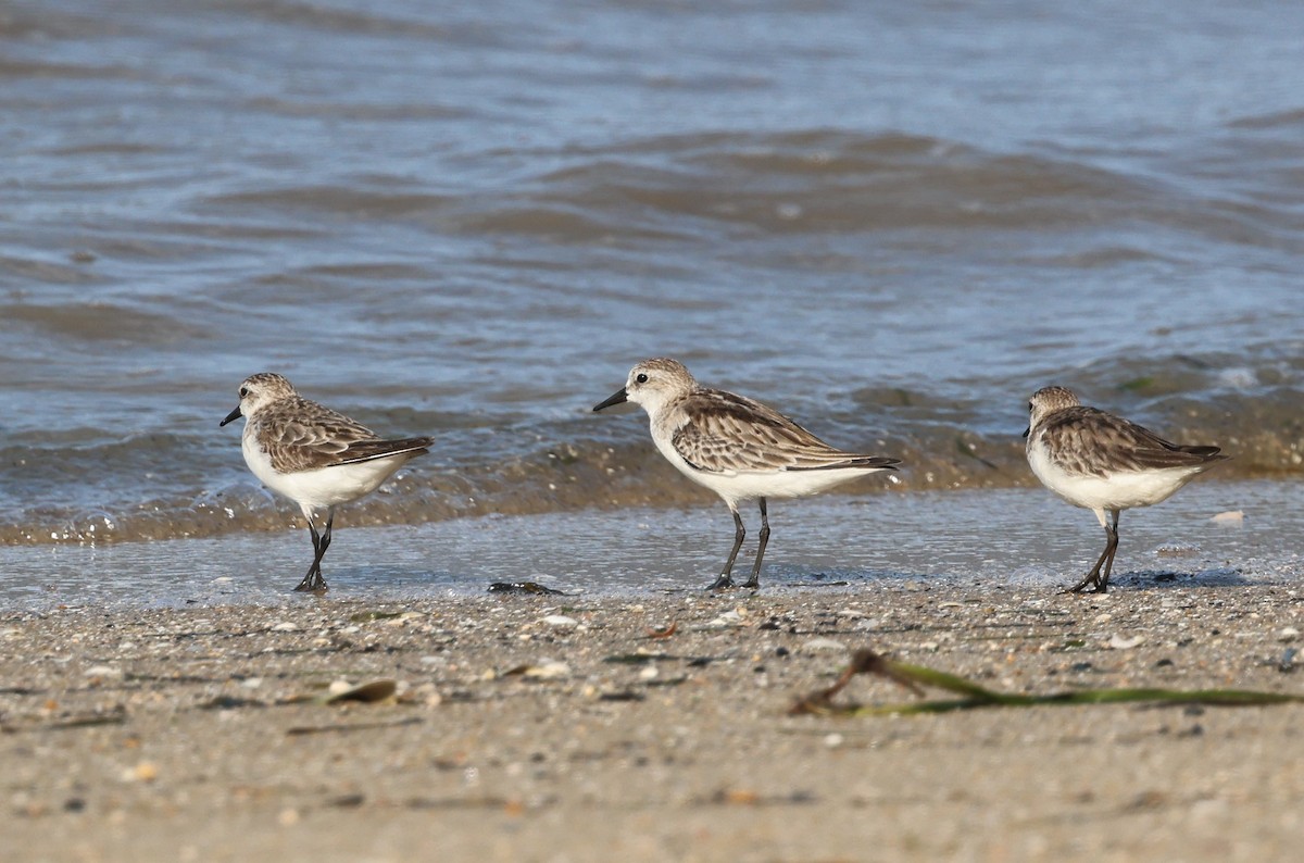 Red-necked Stint - ML646774802