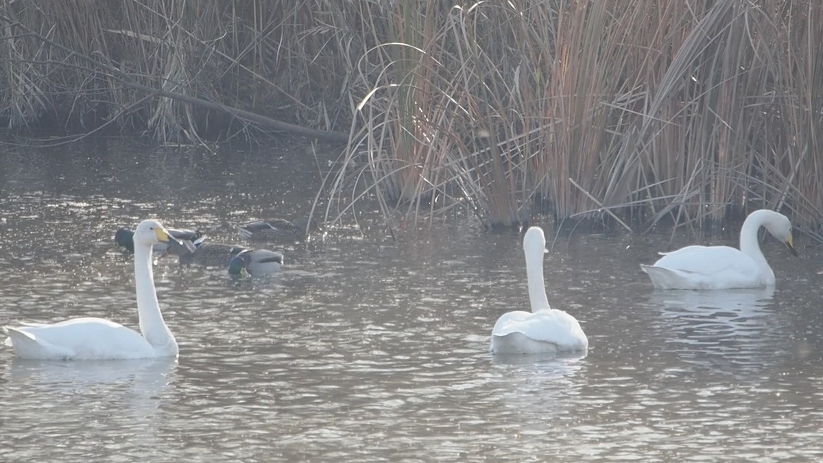 Whooper Swan - ML646774803