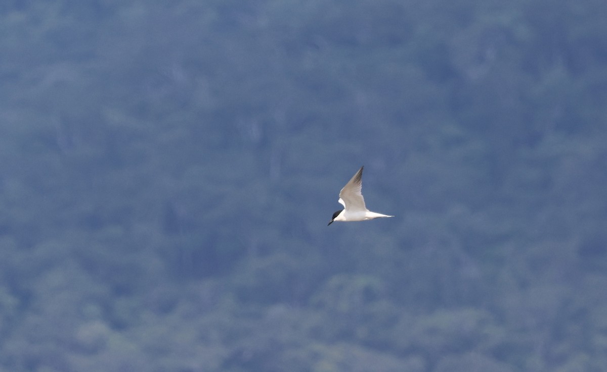 Australian Tern - ML646774804
