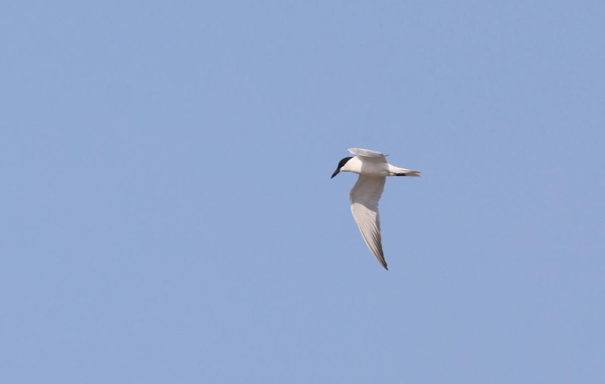 Australian Tern - ML646774805