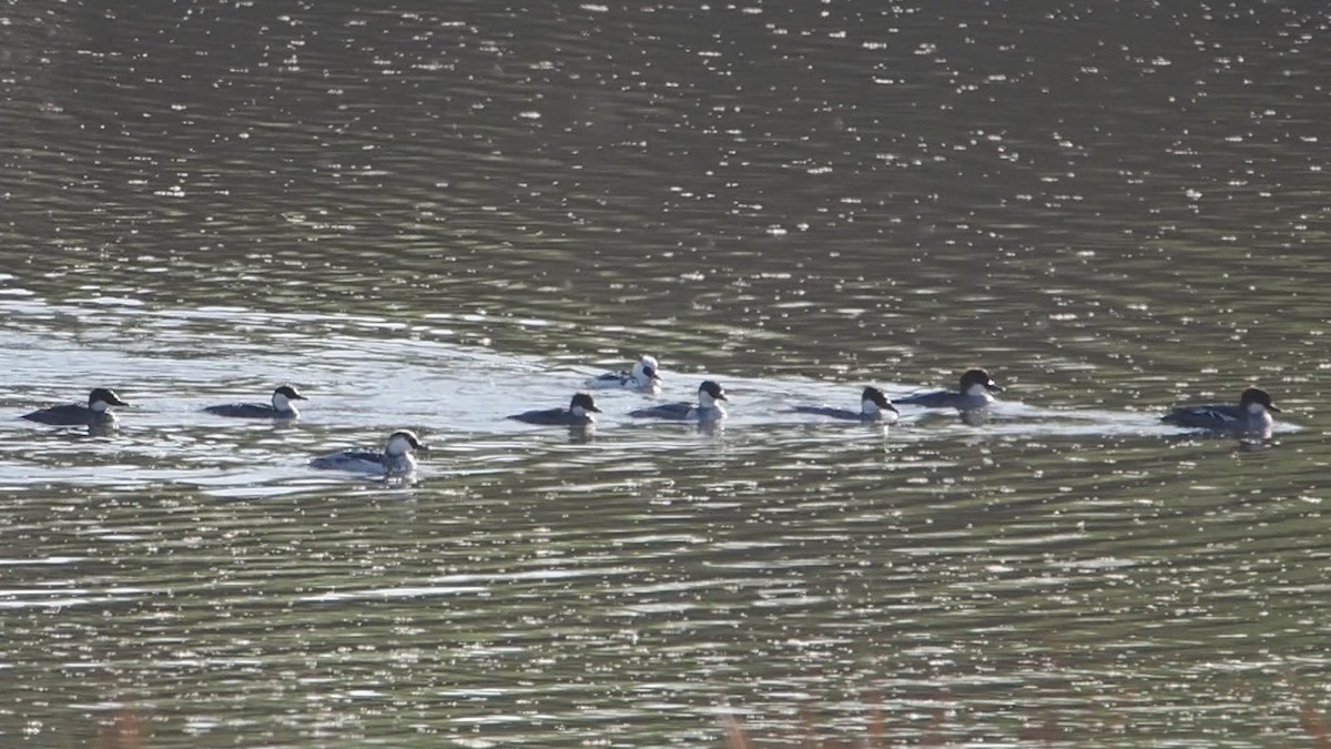 Serreta Chica - ML646774806