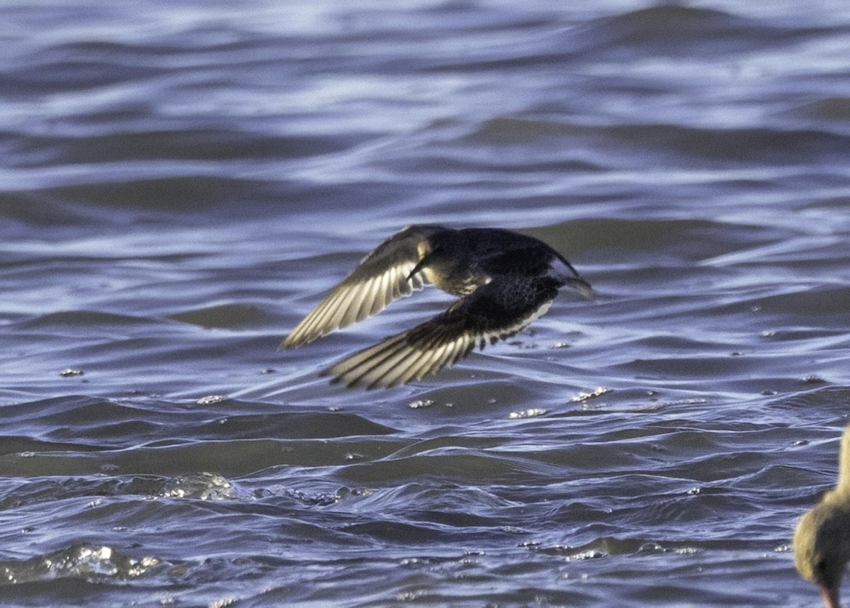 Rock Sandpiper - ML646774807