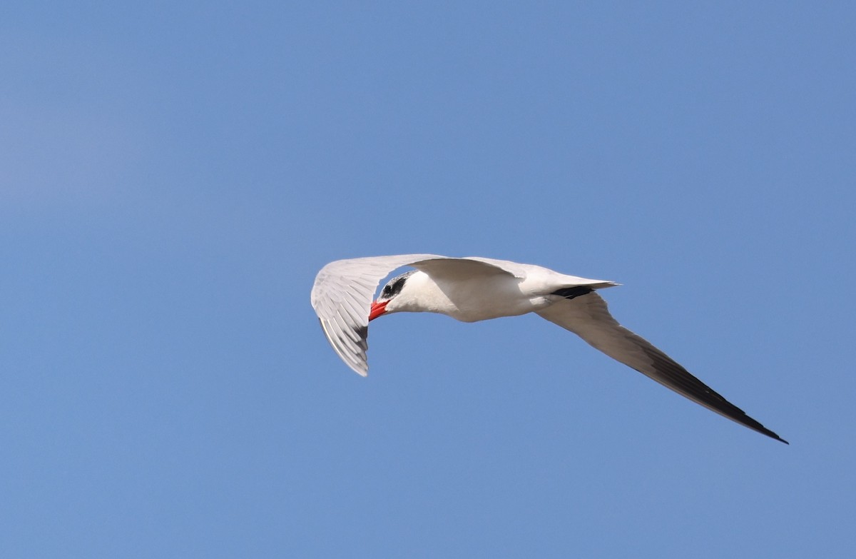 Caspian Tern - ML646774808