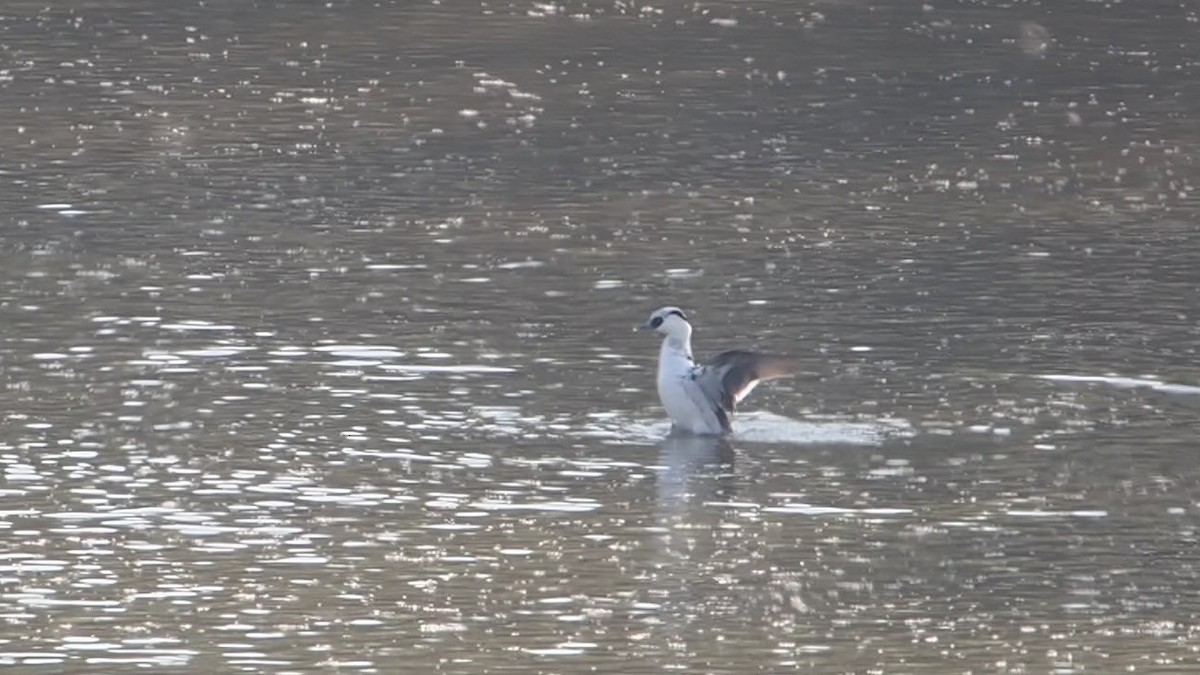 Serreta Chica - ML646774809