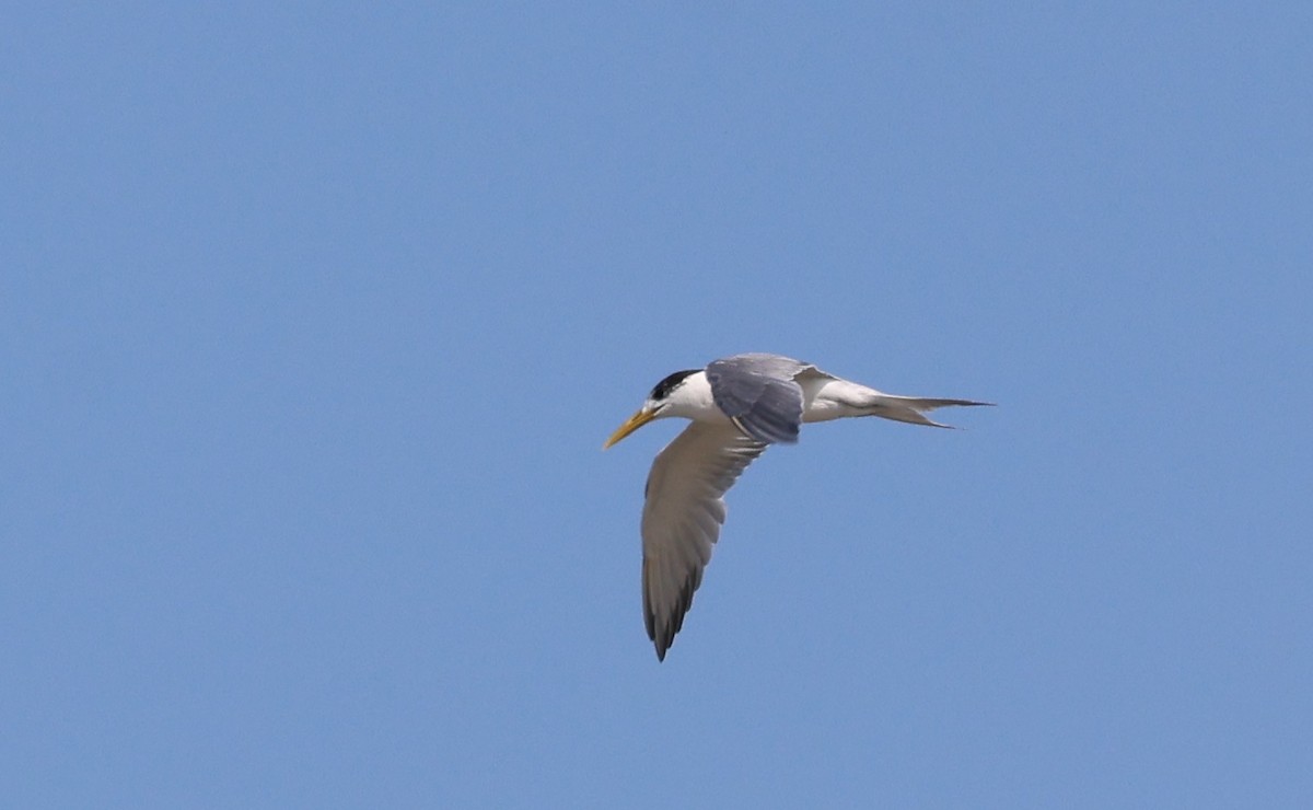 Great Crested Tern - ML646774810