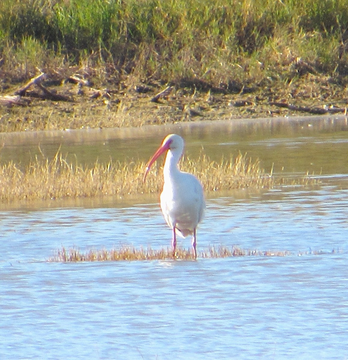 White Ibis - ML646774811