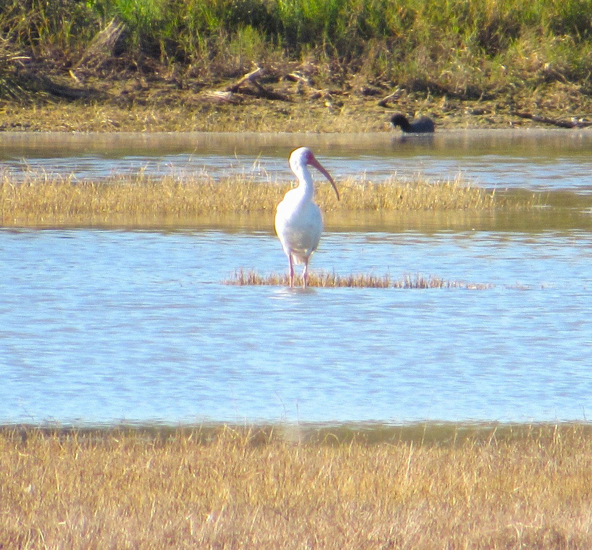 White Ibis - ML646774812
