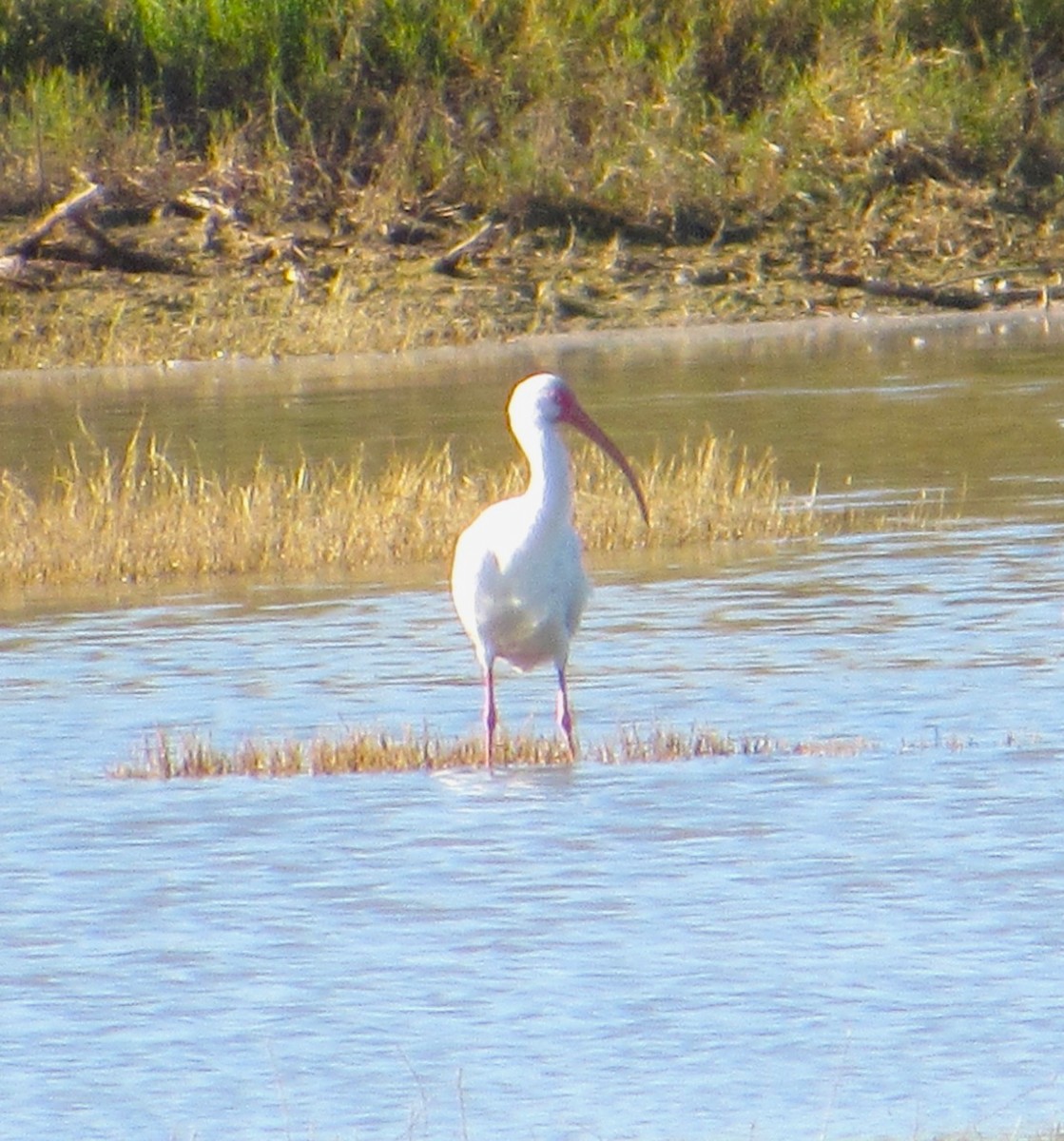 White Ibis - ML646774813
