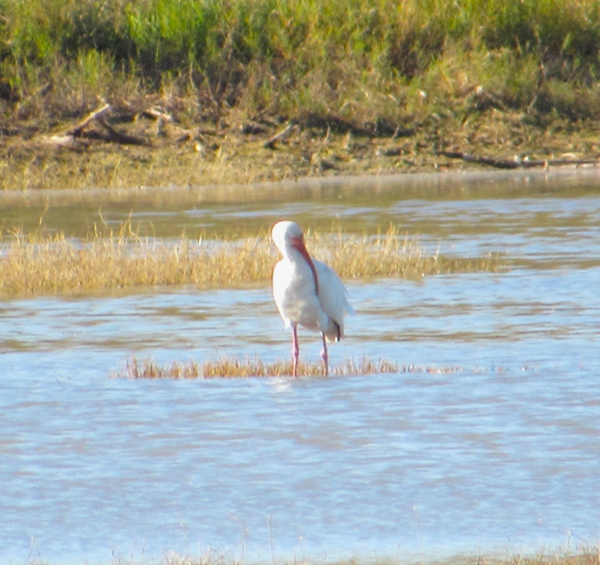 White Ibis - ML646774814