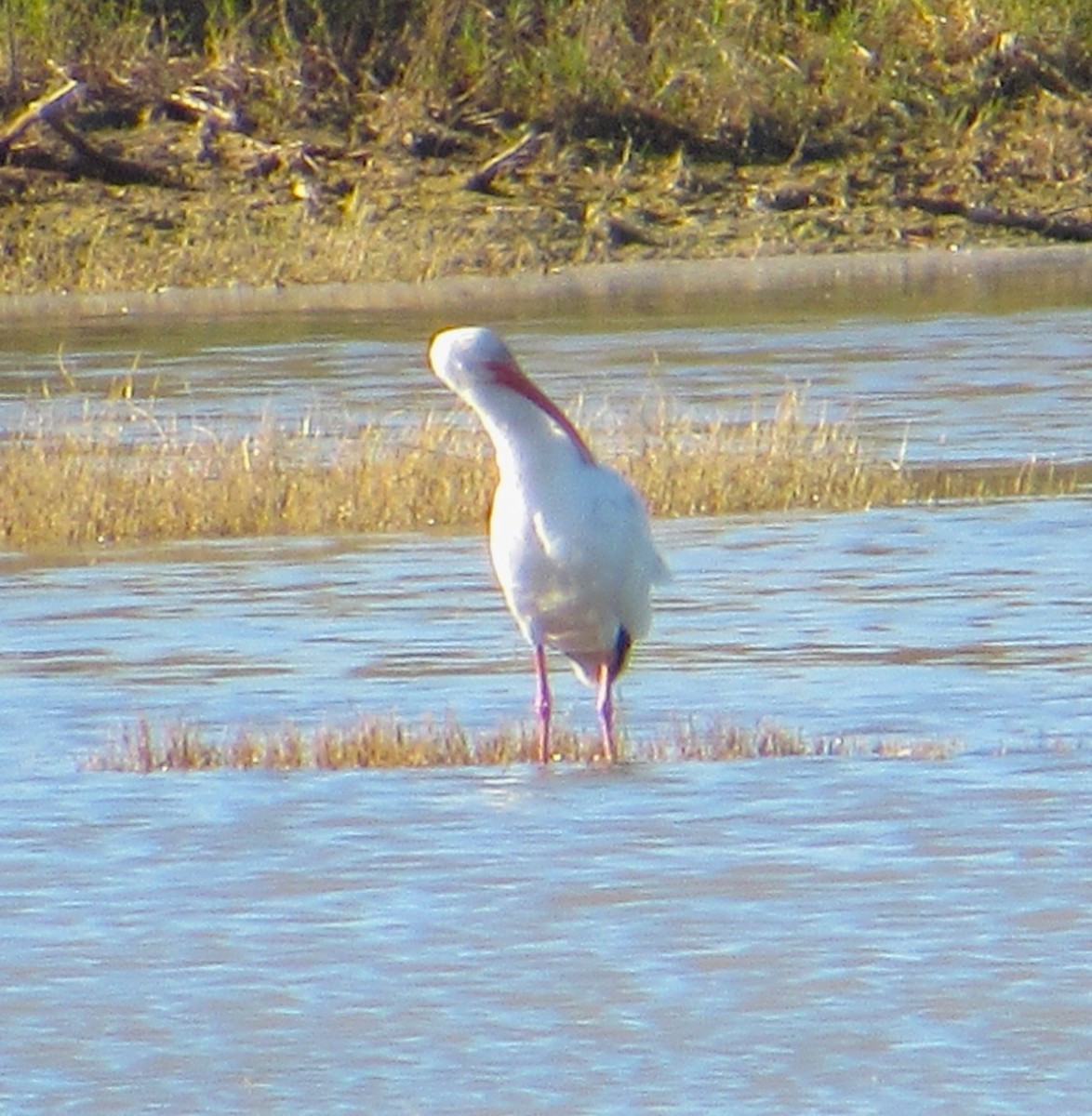 White Ibis - ML646774815